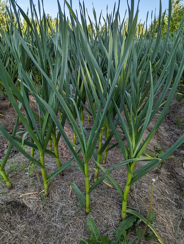 plant garlic